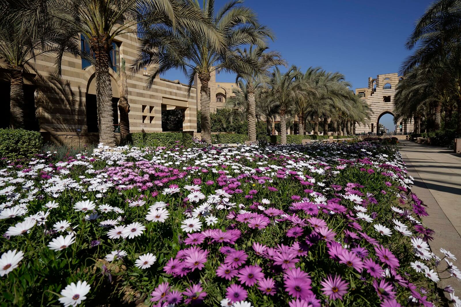 The American University in Cairo