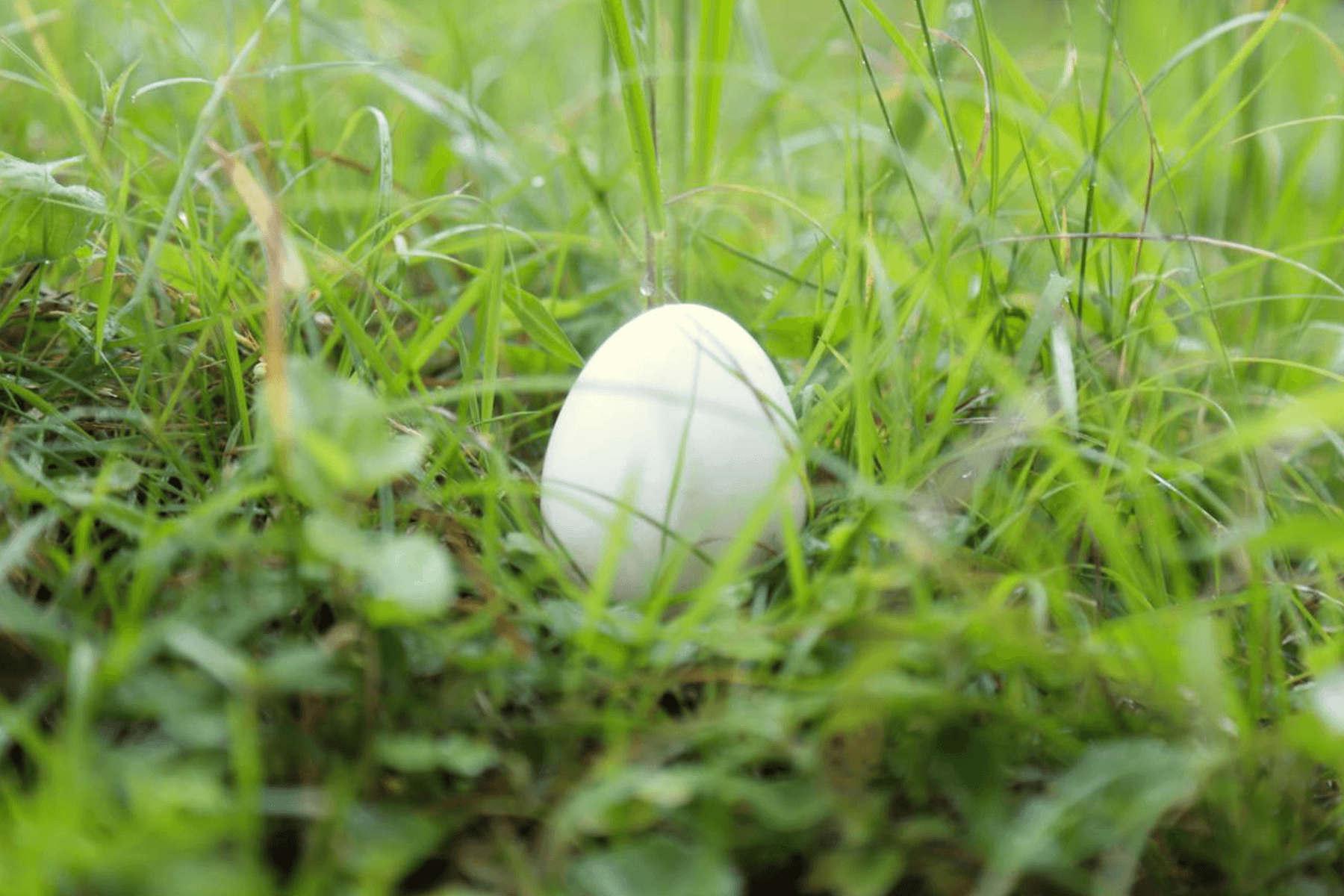 Sleeping Beneath the Shell junki goto feat. Sumire Okabayashi