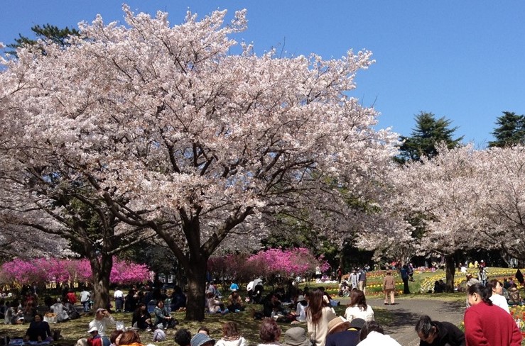 Hanami? Hana-you! Seeing Cherry Blossoms in Your Home Outside Japan