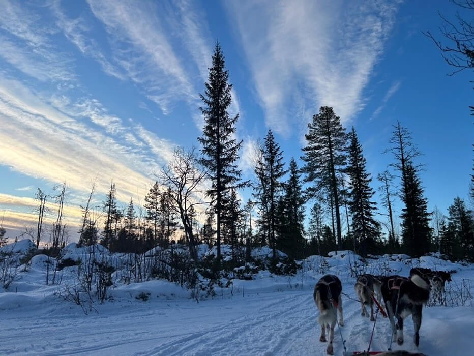 View from the husky sled