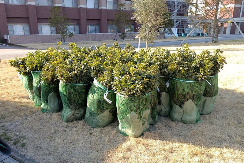 Tree capture and planting (along Route 2, APU campus)